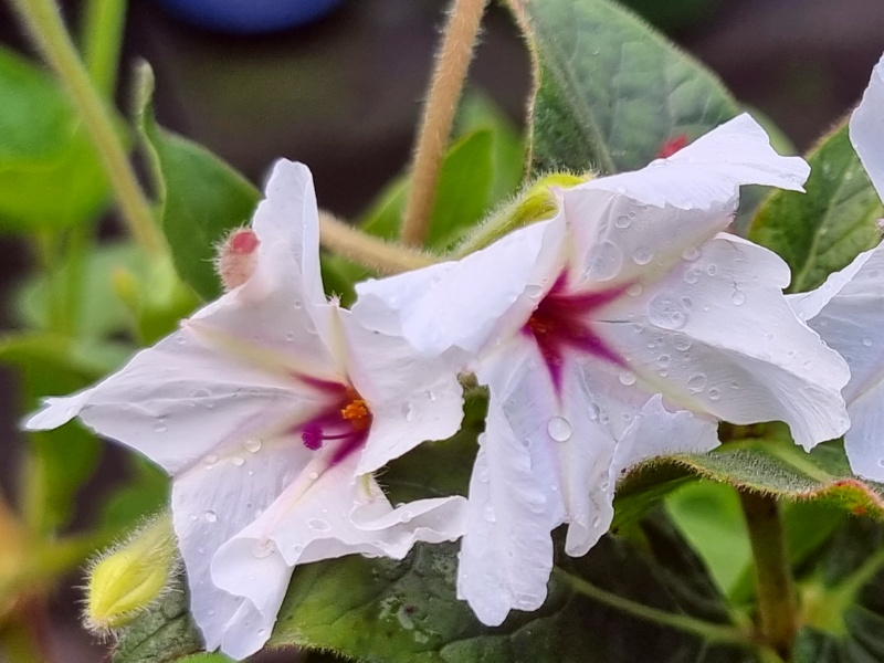 Weisse WunderWilde Wunderblume - Mirabilis longiflorablume - Mirabilis jalapa white