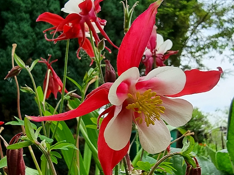 Rot-Weiße Akelei - Aquilegia caerulea - 'Rotstern'