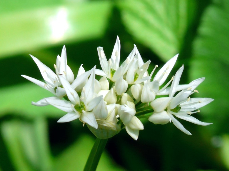 Bärlauch - Allium ursinum