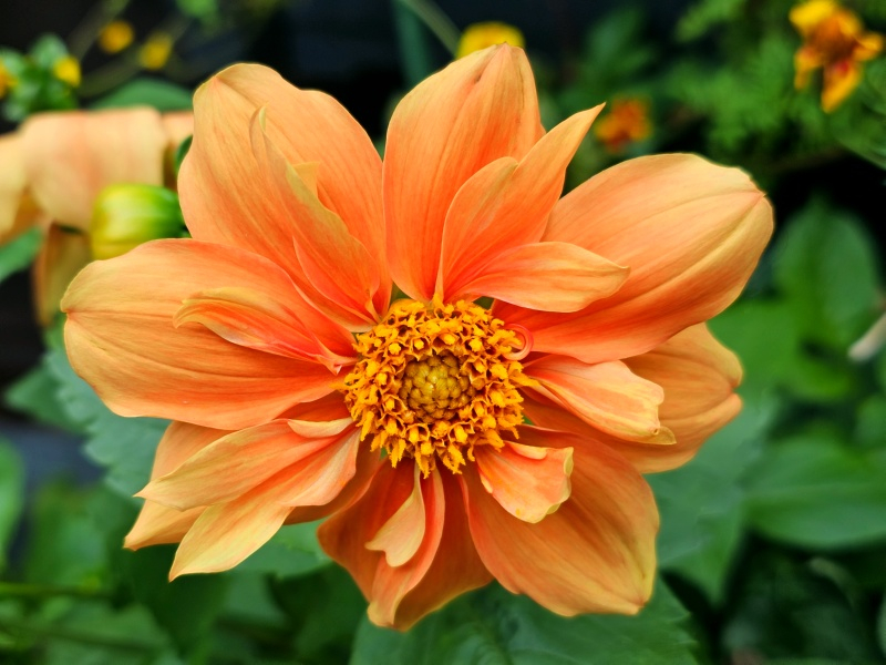 Orange Dahlie - Dahlia variabilis 'Sunny Reggae'