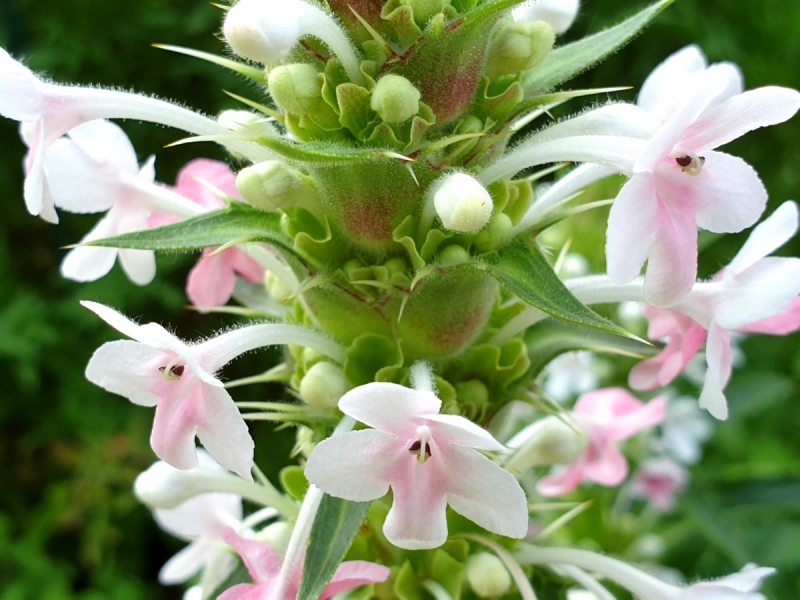 Elfendistel - Morina Longifolia