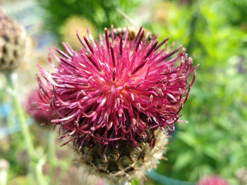 Flockenblume - Centaurea atropurpurea