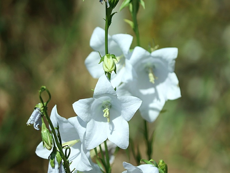 Pfirsichblättrige Glockenblume - Campanula persicifolia 'Alba'