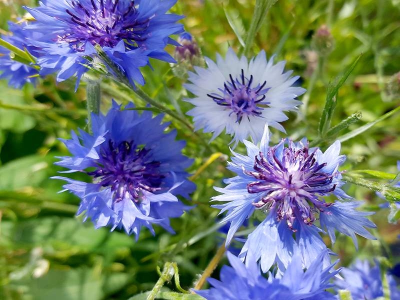 Blau Weißer Kornblumen MIX - Centaurea cyanus
