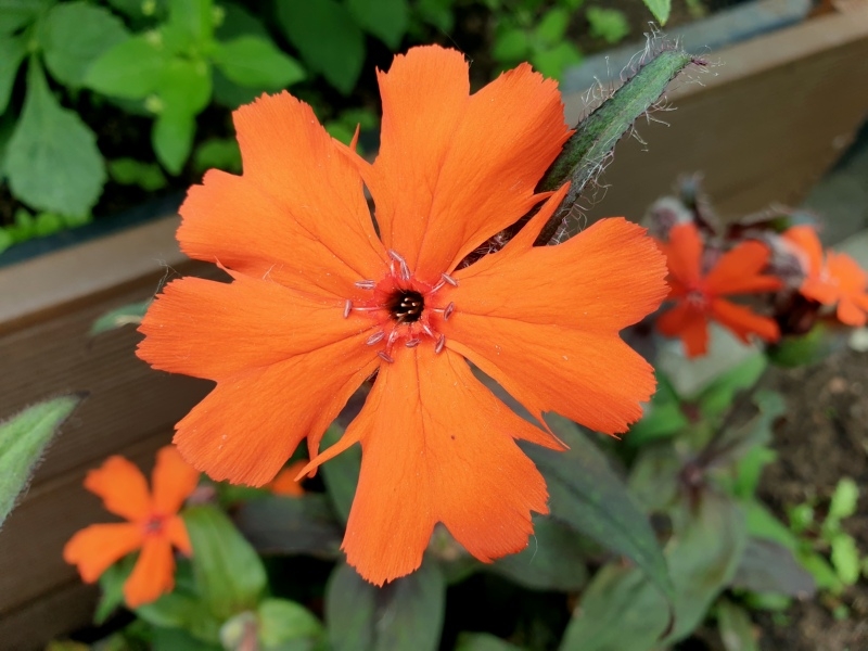 Orangerote Lichtnelke - Lychnis arkwrightii 'Vesuvius'