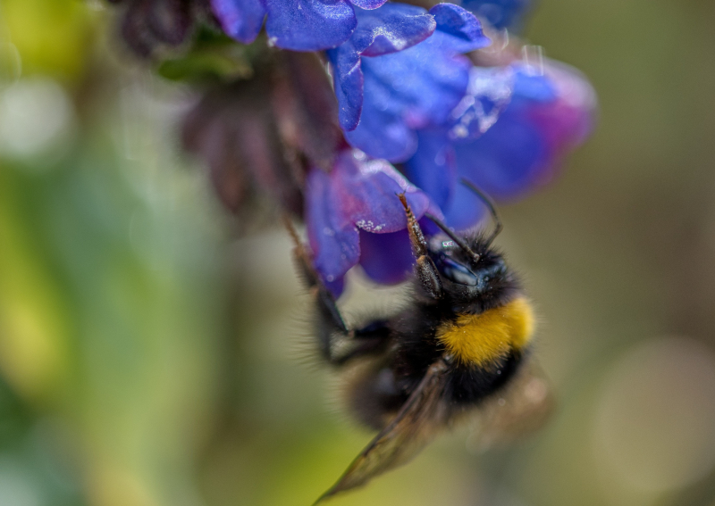 Saatgut Gefleckte Lungenkraut - Pulmonaria officinalis
