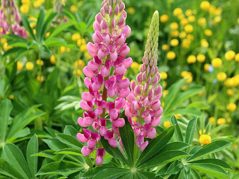 Lupine Russel 'Gallery Rosa' - Lupinus polyphyllus