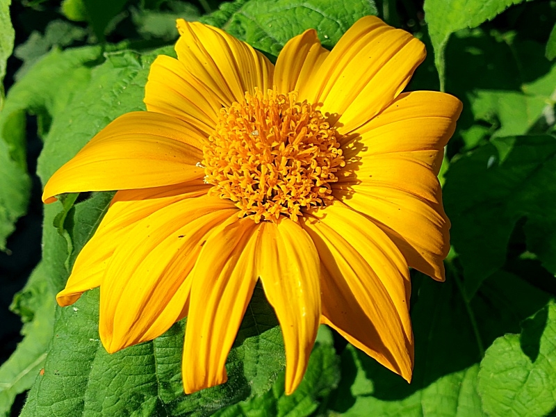 Mexikanische Sonnenblume Tithonia speciosa 'Yellow Torch'
