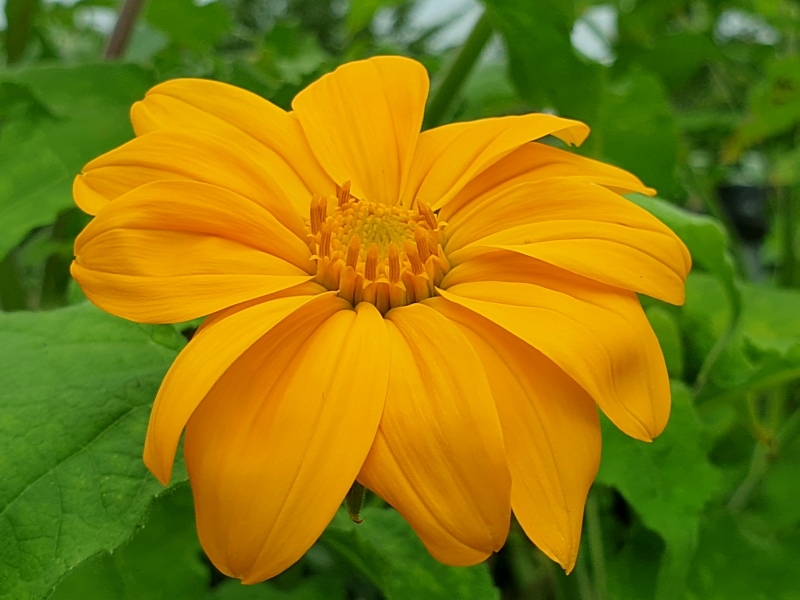 Mexikanische Sonnenblume Tithonia speciosa 'Yellow Torch'