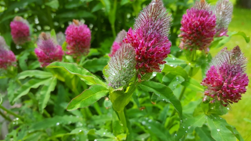 Saatgut Purpur-Klee - Trifolium rubens