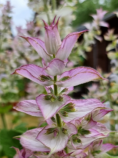Muskateller Salbei - Salvia sclarea "Arterner"