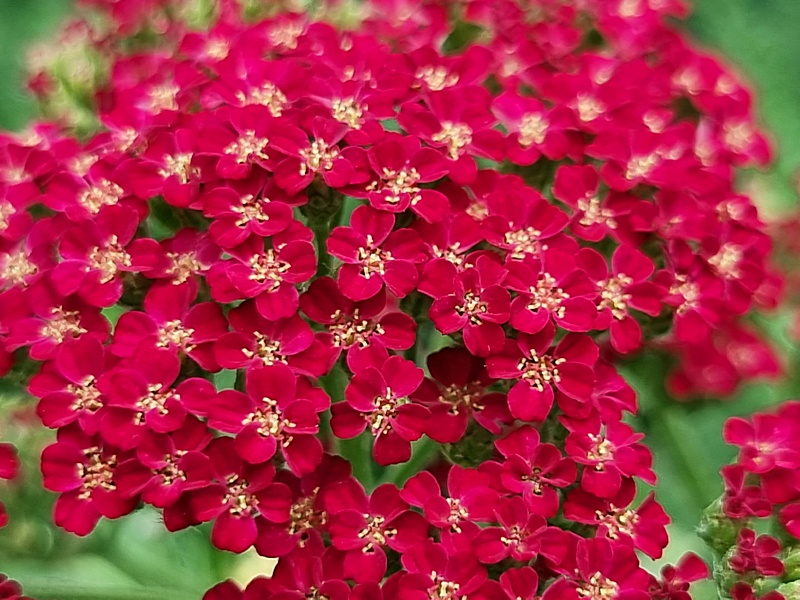 Rote Schafgarbe - Achillea millefolium