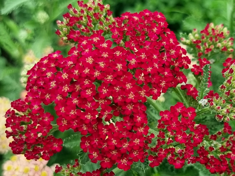 Rote Schafgarbe - Achillea millefolium