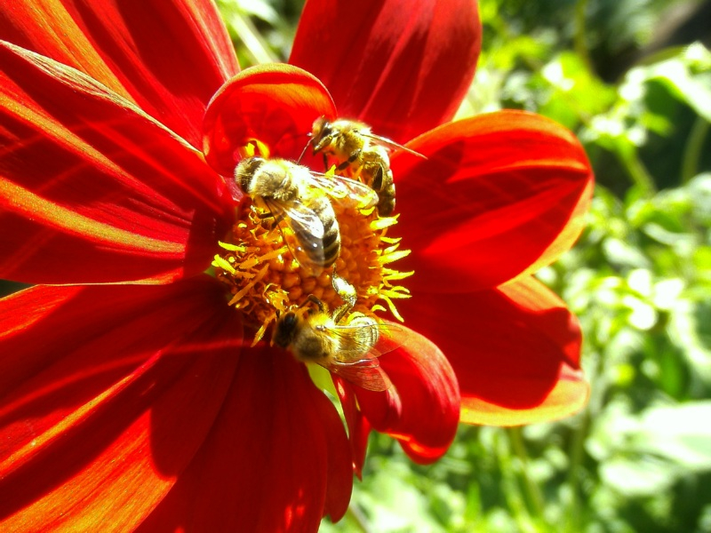 Pollen-und-Nektar---Hochwachsend