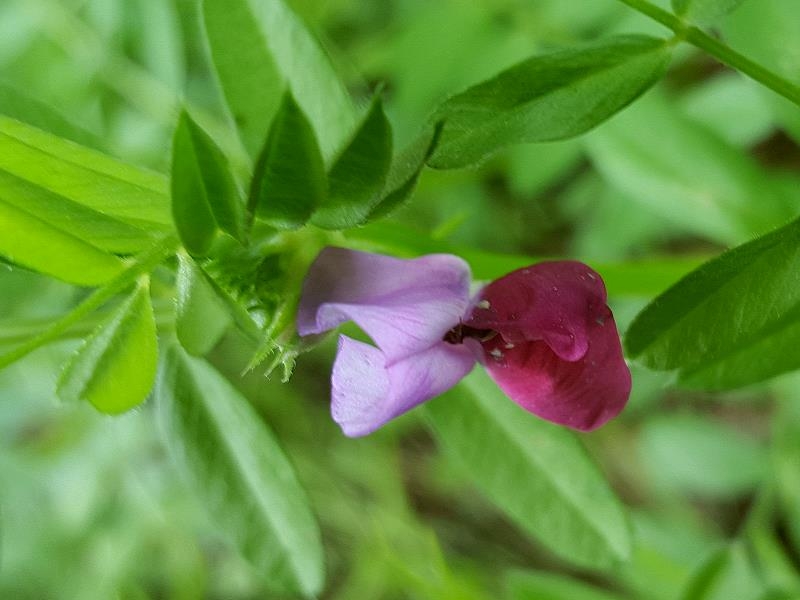 Sommer- oder Futterwicke -Vicia sativa