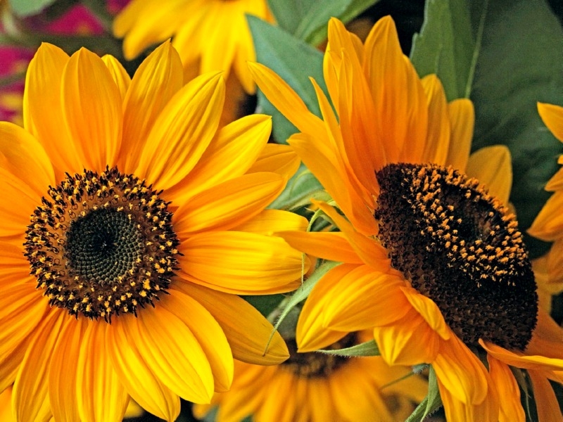 Sonnenblume Helianthus annuus - 'Abendsonne'