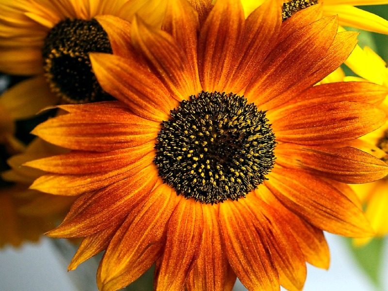Sonnenblume Helianthus annuus - 'Abendsonne'