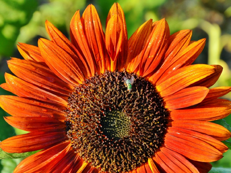 Sonnenblume Helianthus annuus - 'Avondzon'
