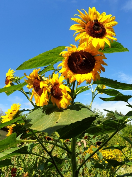 Saatgut Gelbe Sonnenblume - Helianthus annuus