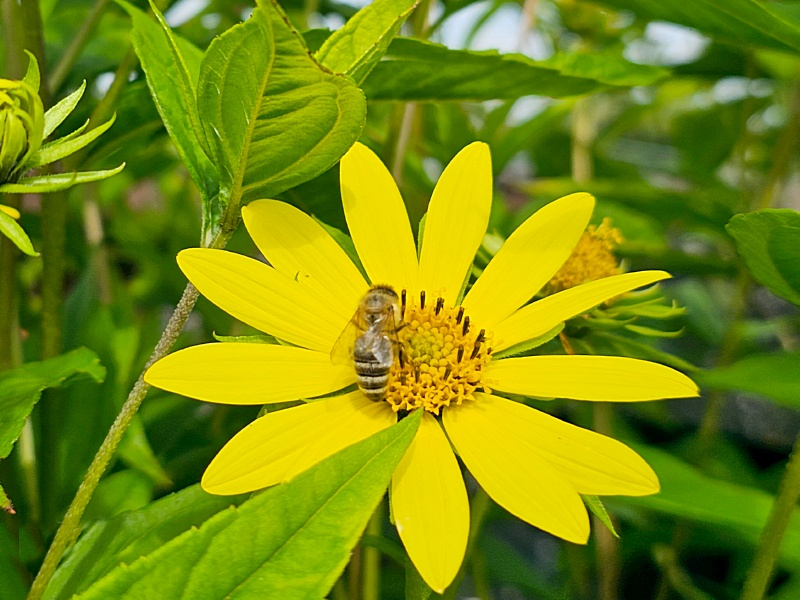 Kleinköpfige Sonnenblume - Helianthus microcephalus 'Lemon Queen'
