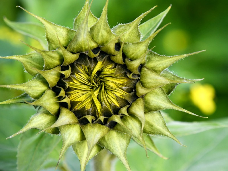 Sonnenblume - Helianthus annuus "Sun Green"