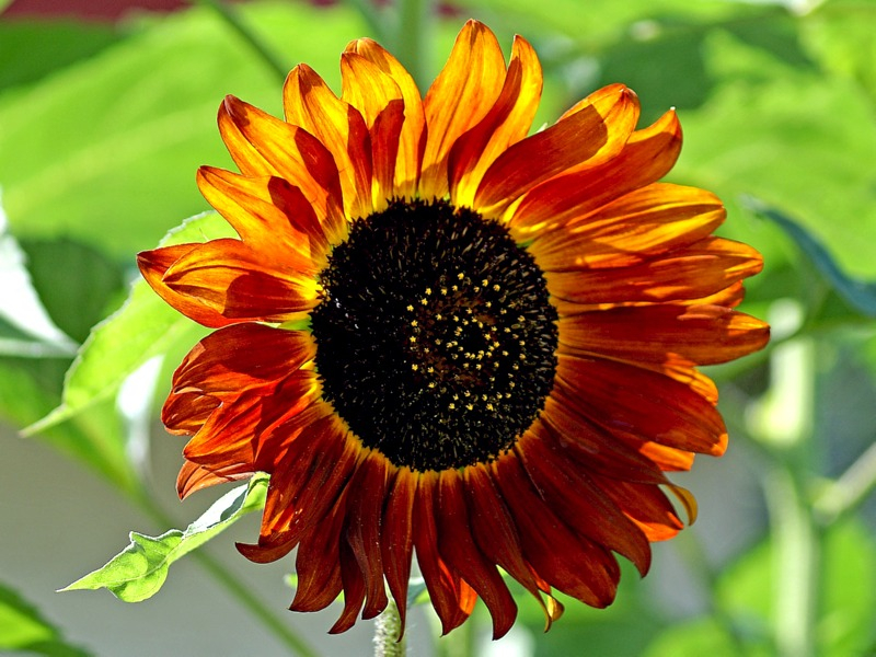 Sonnenblume "Terracotta"- Helianthus annuus