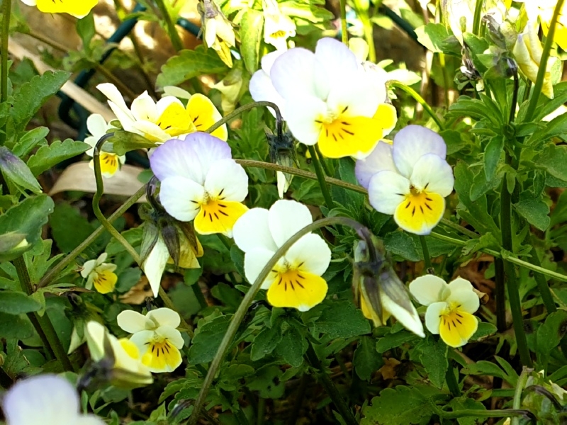 Wilde Stiefmütterchen - Viola tricolor