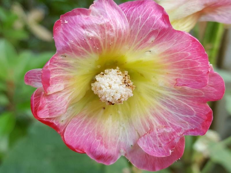 Saatgut Gewöhnliche Stockrose rosa-gelb - Alcea rosea