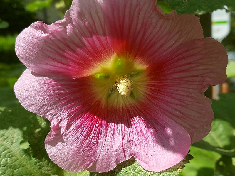 Gewöhnliche Stockrose Rosa - Alcea rosea
