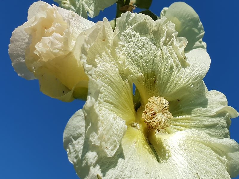 Gewöhnliche Stockrose - Alcea rosea