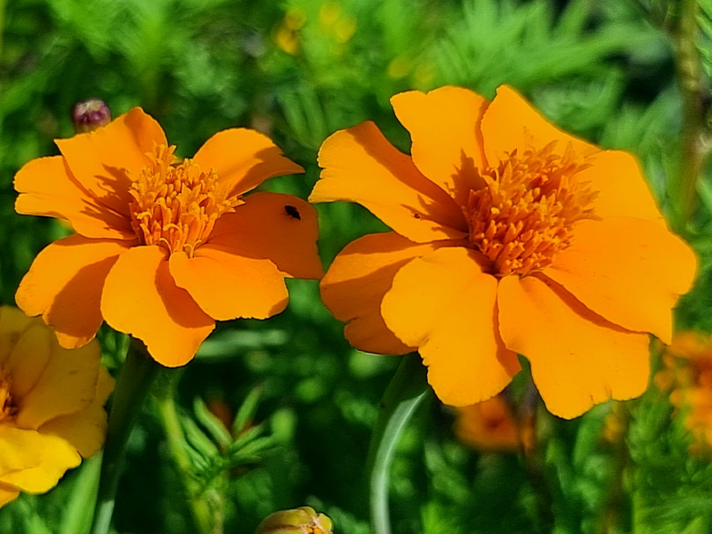Studentenblume - Tagetes erecta 'Orange Sun'