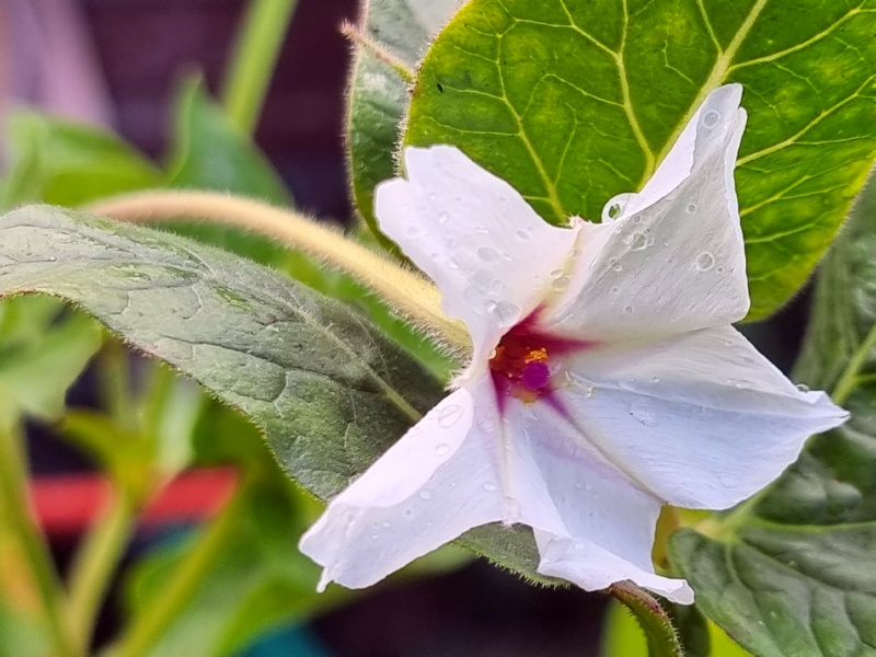Wilde Wunderblume - Mirabilis longiflora