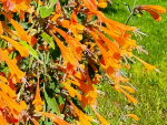 Saatgut Duftnessel Orange- Agastache aurantiaca 'Apricot Sprite'