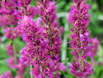 Duftnessel - Agastache species 'Arcado Pink'