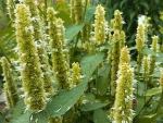 MexikoKatzenminzeähnliche Duftnessel - Agastache nepetoides nessel - Agastache x pallida 'Globetrotter'