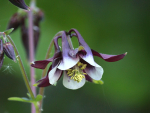 Akelei Black - Aquilegia Black
