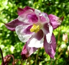 Akelei Lila Weiss - Aquilegia