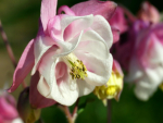 Akelei - Aquilegia vulgaris - WINKY Double Rose & White