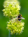 Purpur KugelScharfer Gelblauch - Allium obliquumlauch - Allium aflatunense