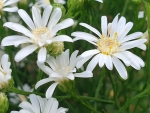 Saatgut Weiße Prärieaster - Solidago ptarmicoides syn. Oligoneuron album