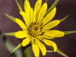 Großer Bocksbart - Tragopogon dubius