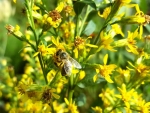 Europäische Goldrute - Solidago virgaurea