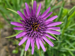 Purpur Haferwurzel - Tragopogon porrifolius