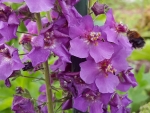 Königskerze 'Violetta' - Verbascum phoeniceum 'Violetta'