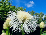 Kornblume America - Centaurea americana 