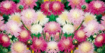 Duft-Flockenblume - Centaurea imperialis MIX