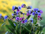 Mandelröschen gefüllte Prachtmischung - Clarkia unguiculata