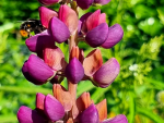 Lupine - Lupinus 