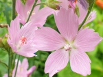 Präriemalve - Sidalcea malviflora 'Elsie Heugh'