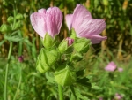 Wilde Malve - Malva sylvestris